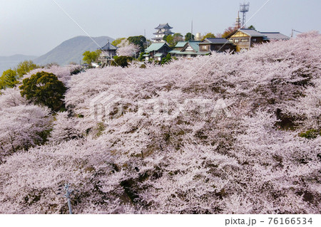 三豊市朝日山森林公園の桜	 76166534