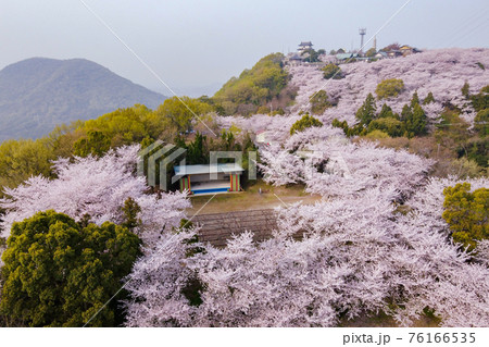 三豊市朝日山森林公園の桜 三豊市朝日山森林公園の桜 76166535