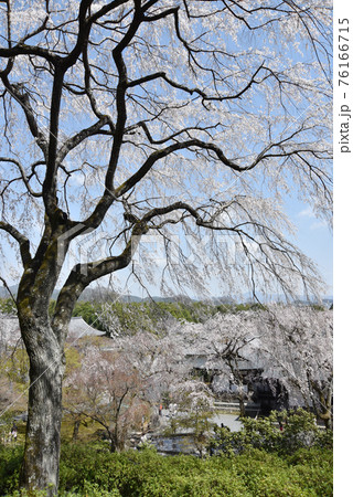 天龍寺庭園　枝垂れ桜　京都市嵯峨野 76166715