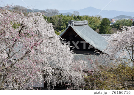 天龍寺庭園　枝垂れ桜と多宝殿　京都市嵯峨野 76166716