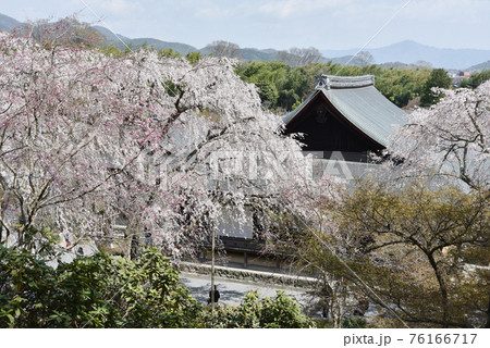 天龍寺庭園　枝垂れ桜と多宝殿　京都市嵯峨野 76166717