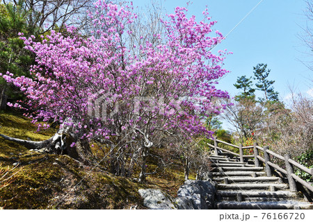 天龍寺庭園　ミツバツツジ　京都市嵯峨野 76166720