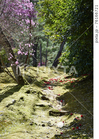 天龍寺庭園　ミツバツツジと落椿　京都市嵯峨野 76166721
