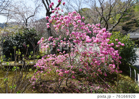 天龍寺庭園 吉野ツツジ 京都市嵯峨野 天龍寺庭園 吉野ツツジ 京都市嵯峨野 76166920