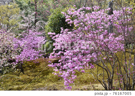 天龍寺庭園　ミツバツツジ　京都市嵯峨野 76167005