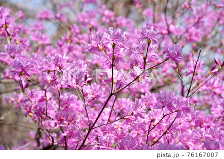 天龍寺庭園　ミツバツツジ　京都市嵯峨野 76167007