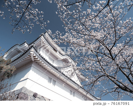 青空と桜　大多喜城 76167091