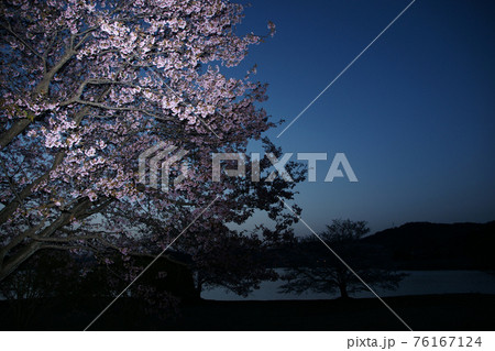 鳥取　四季の散歩　春　青島　夜明け 76167124