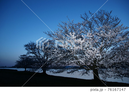 鳥取　四季の散歩　春　青島　夜明け 76167147