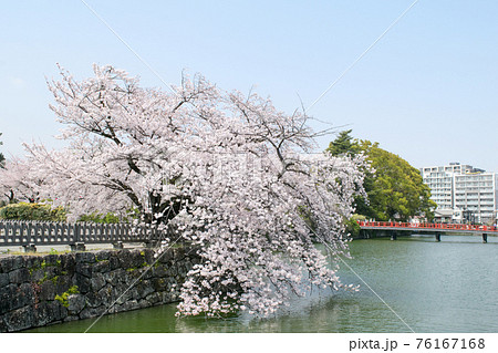 神奈川県　小田原城　外堀　桜の季節 76167168