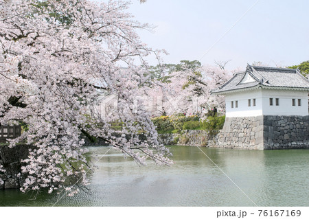神奈川県　小田原城　外堀　桜の季節 76167169