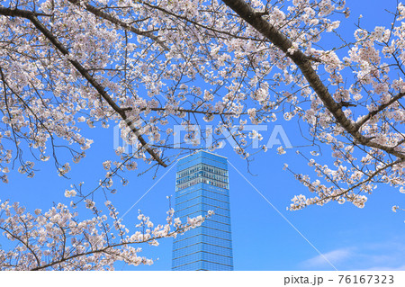 【千葉県】千葉ポートタワーと桜の青空風景 【千葉県】千葉ポートタワーと桜の青空風景 76167323