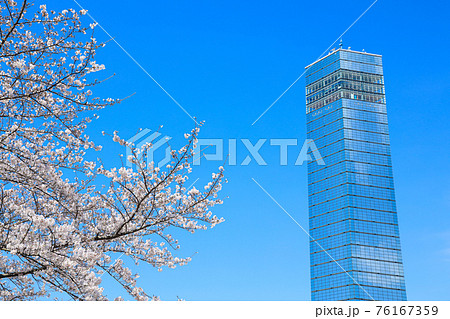 【千葉県】千葉ポートタワーと桜の青空風景 76167359