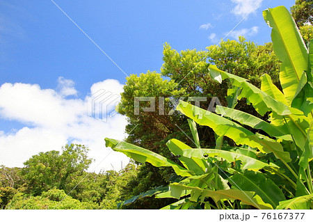 南国イメージ 76167377