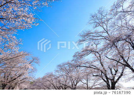 桜 青空 イメージ 桜 青空 イメージ 76167390