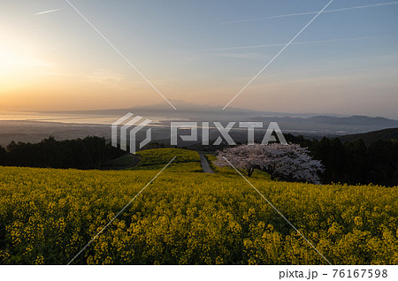 《長崎県 白木峰高原》朝日の中の満開の菜の花と桜 76167598