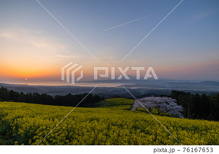 《長崎県 白木峰高原》朝日の中の満開の菜の花と桜 《長崎県 白木峰高原》朝日の中の満開の菜の花と桜 76167653