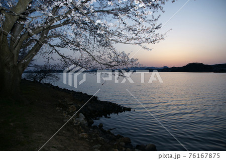 鳥取　四季の散歩　春　青島　夜明け 76167875