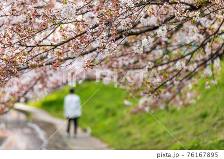 小川のある桜並木で犬と散歩する人、江川せせらぎ緑道 76167895
