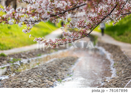 小川と緑道にかかる桜の木、江川せせらぎ緑道 76167896