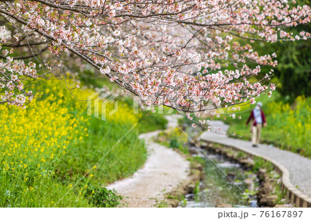 小川のある桜並木を散歩する人、江川せせらぎ緑道 小川のある桜並木を散歩する人、江川せせらぎ緑道 76167897