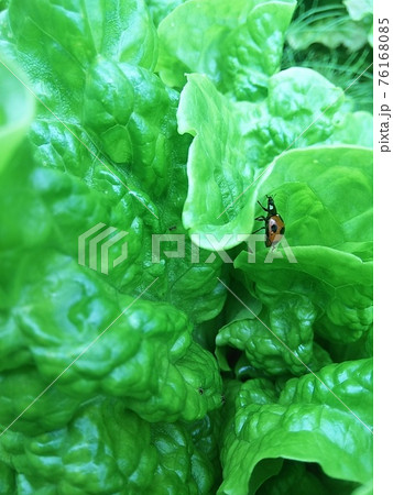 自然農場の緑の葉にとまるてんとう虫 自然農場の緑の葉にとまるてんとう虫 76168085