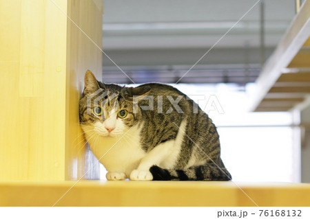 じっと見つめる猫 じっと見つめる猫 76168132