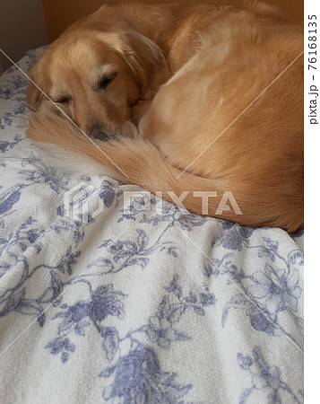 丸くなって寝る犬の写真素材