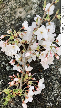 桜 白いソメイヨシノ 開花 蕾 若芽 枝 幹のクローズアップ の写真素材