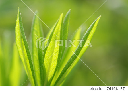 初々しいツツジの若葉 初々しいツツジの若葉 76168177