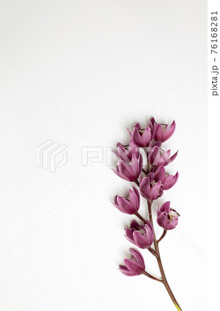 Cymbidium flower on white background. top view, copy space 76168281