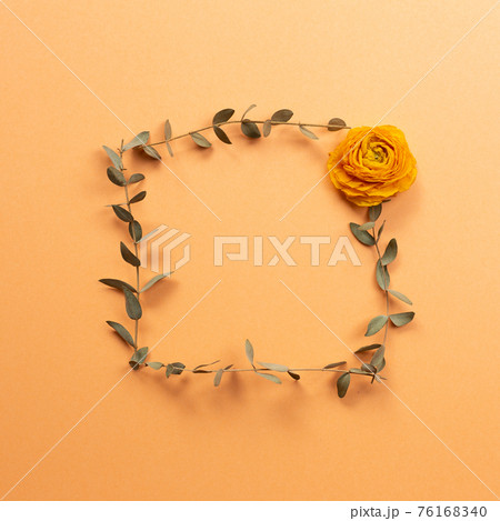 Dry ranunculus flower and eucalyptus leaf frame on orange background. flat lay, top view, copy space 76168340