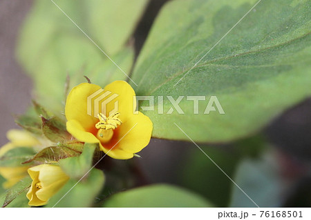 初夏の半日陰の庭 リシマキア リッシ の黄色い花の写真素材