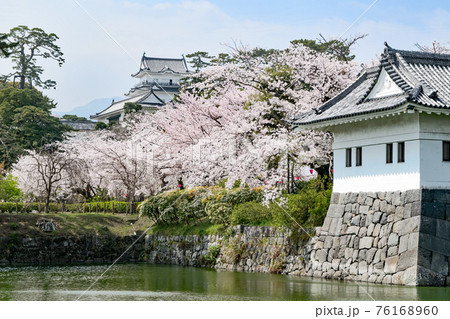 神奈川県 小田原城 外堀 桜の季節 神奈川県 小田原城 外堀 桜の季節 76168960