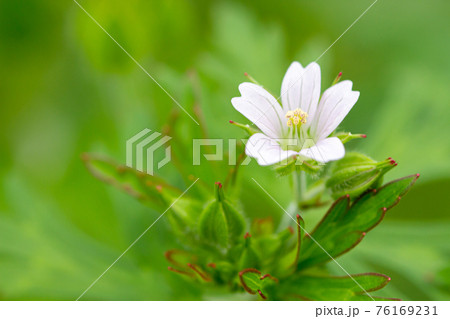 道端にひっそりと咲くアメリカフウロ 葉っぱの縁が赤い野草 道端にひっそりと咲くアメリカフウロ 葉っぱの縁が赤い野草 76169231