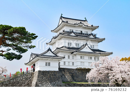 神奈川県　小田原城　天守　桜の季節 76169232