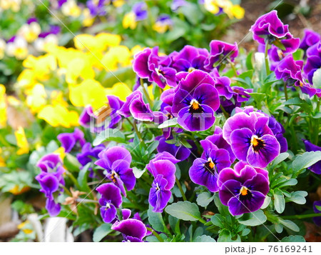 紫の美しいビオラの写真素材