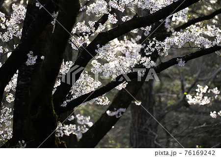 3月末　満開の桜　ソメイヨシノ 76169242