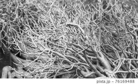 Black and white dry plumeria tree 76169488