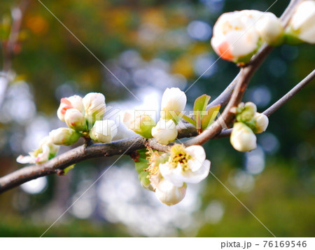 ボケの花 ボケの花 76169546