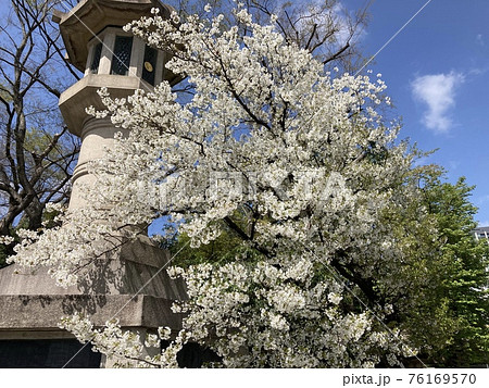 3月の靖國神社の桜の風景。 76169570