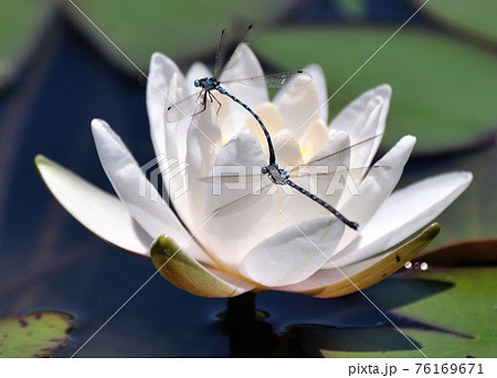 睡蓮花とイトトンボの、連結飛行 睡蓮花とイトトンボの、連結飛行 76169671