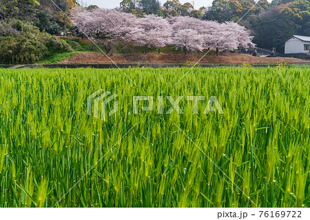 桜と大麦若葉 76169722