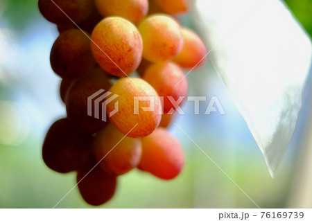 【山梨】勝沼観光農園のぶどう畑(甲斐路) 【山梨】勝沼観光農園のぶどう畑(甲斐路) 76169739