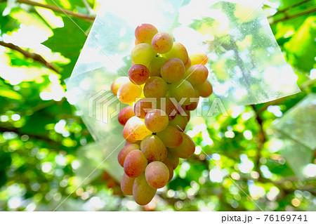 【山梨】勝沼観光農園のぶどう畑(甲斐路) 【山梨】勝沼観光農園のぶどう畑(甲斐路) 76169741