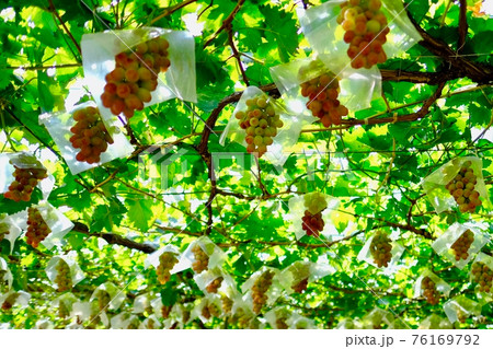 【山梨】勝沼観光農園のぶどう畑(甲斐路) 【山梨】勝沼観光農園のぶどう畑(甲斐路) 76169792