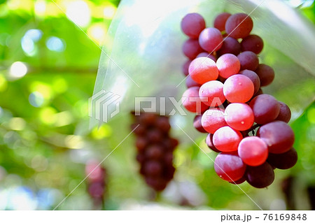 【山梨】勝沼観光農園のぶどう畑(ピオーネ) 【山梨】勝沼観光農園のぶどう畑(ピオーネ) 76169848