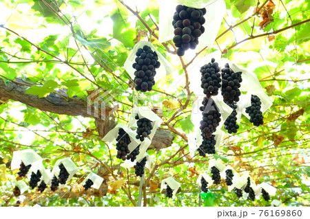 【山梨】勝沼観光農園のぶどう畑(ピオーネ) 【山梨】勝沼観光農園のぶどう畑(ピオーネ) 76169860
