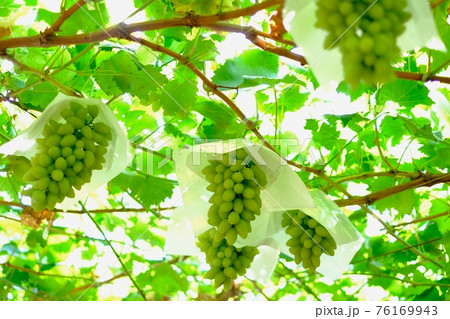 【山梨】勝沼観光農園のぶどう畑(ピッテロビアンコ) 【山梨】勝沼観光農園のぶどう畑(ピッテロビアンコ) 76169943