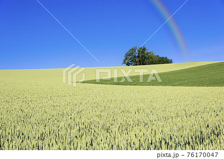 丘の町・美瑛の田園風景 76170047